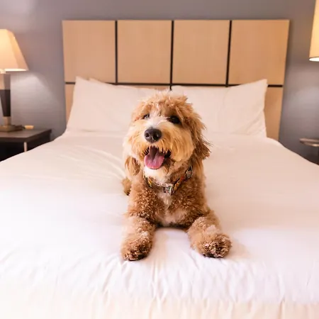 Sonesta Simply Suites Memphis East Poplar Pike-2